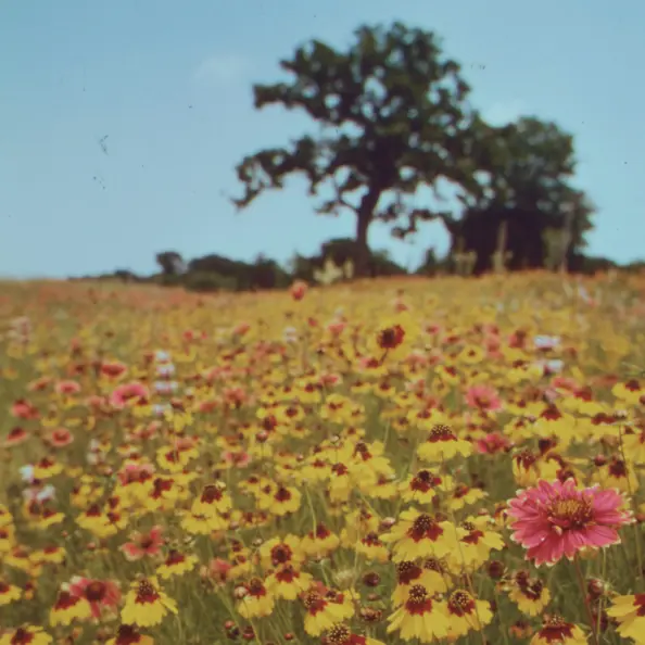 Foto eines Felds voller Blumen, einem blauen Himmel und einem Baum.